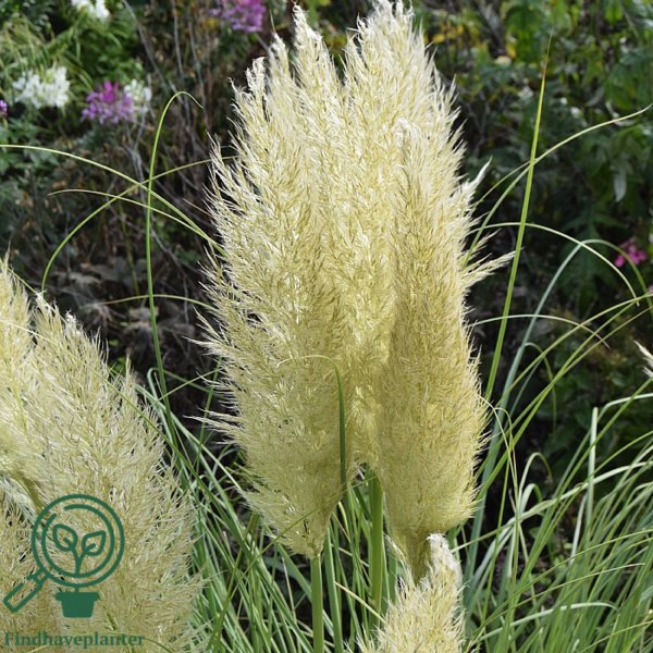 Cortaderia selloana 'Pumila' Pampasgræs