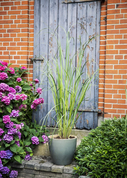 Cortaderia selloana 'Pumila'