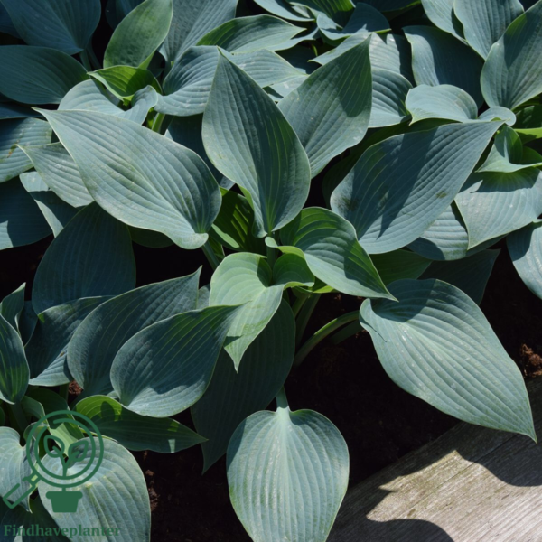 Hosta tardiana 'Halcyon', Funkia C2,0