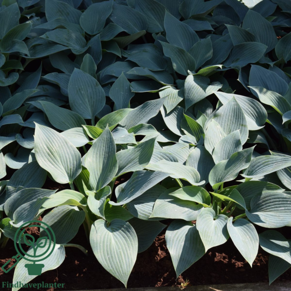 Hosta tardiana 'Halcyon', Funkia C2,0