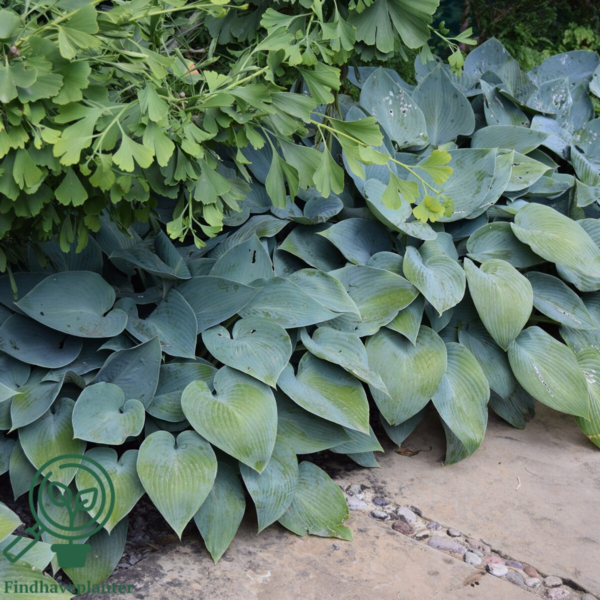 Hosta tardiana 'Halcyon', Funkia C2,0