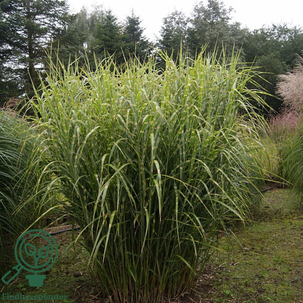 Miscanthus sinensis 'Strictus', Kinesisk elefantgræs