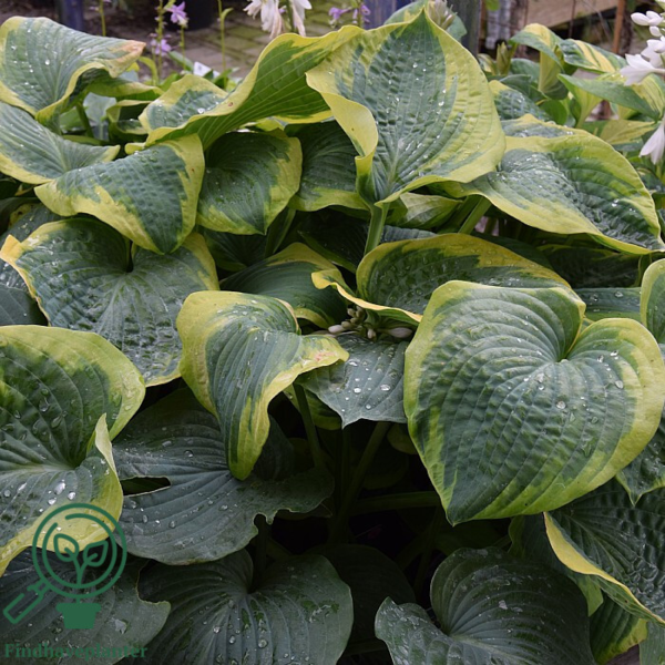 Hosta sieboldiana-hybrid 'Frances Williams', Funkia