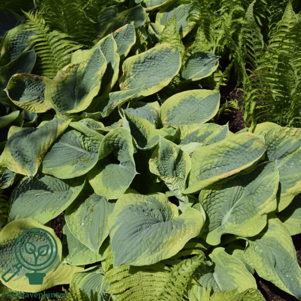 Hosta sieboldiana-hybrid 'Frances Williams', Funkia