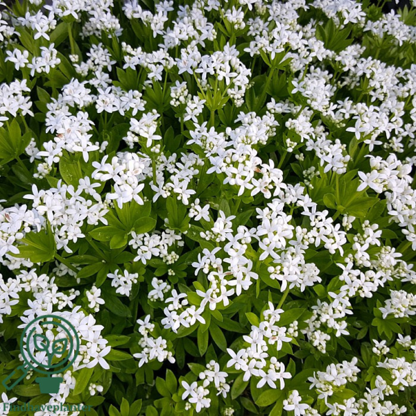 Galium odoratum, Skovmærke