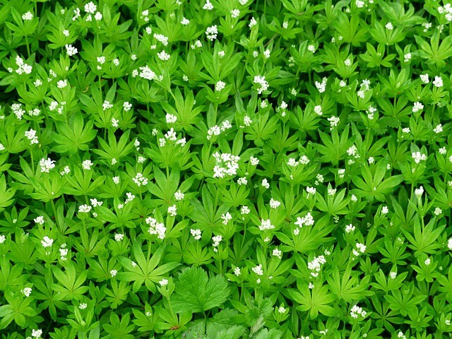 Galium odoratum, Skovmærke