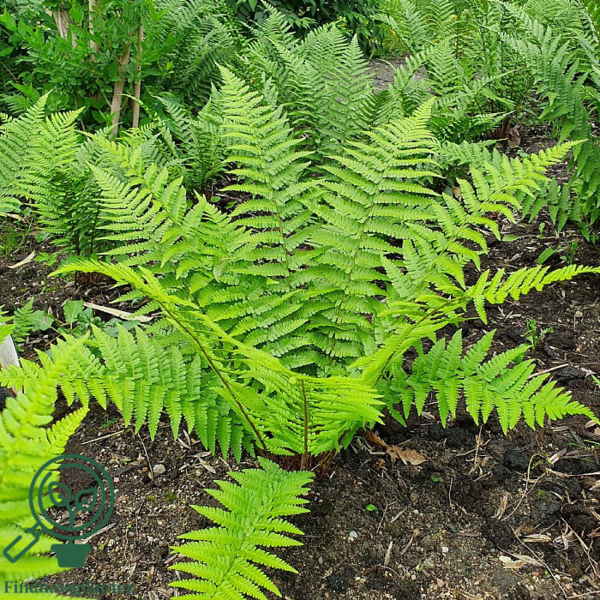 Dryopteris filix-mas, Mangeløv