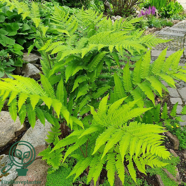 Dryopteris filix-mas, Mangeløv