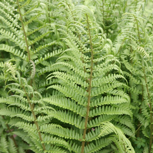 Dryopteris filix-mas, Mangeløv