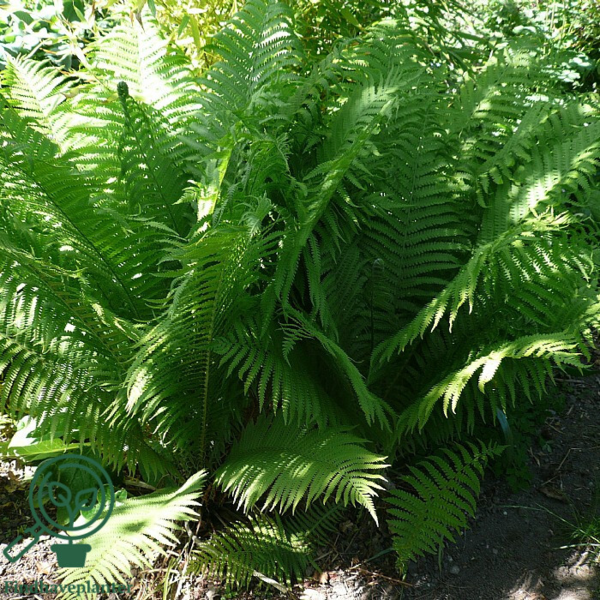 Matteuccia struthiopteris, Strudsevingebregne