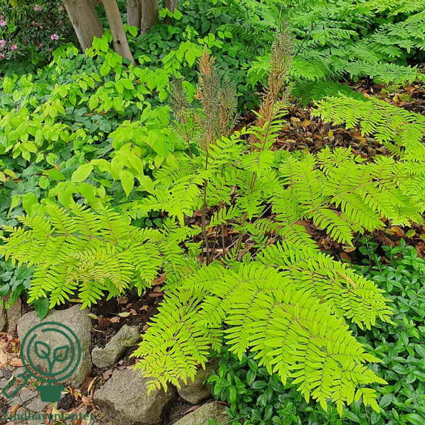 Osmunda regalis, Kongebregne