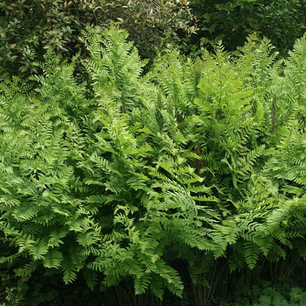 Osmunda regalis, Kongebregne