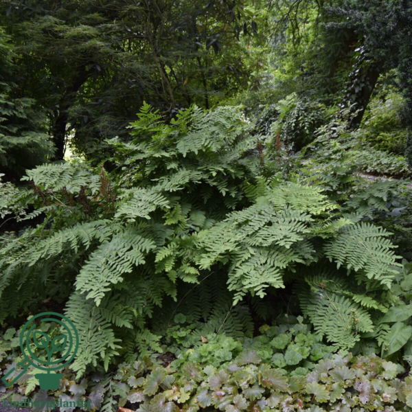 Osmunda regalis, Kongebregne