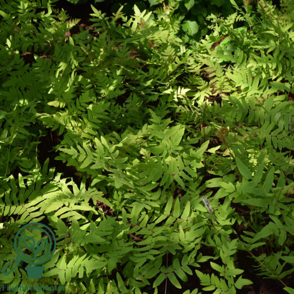 Osmunda regalis, Kongebregne