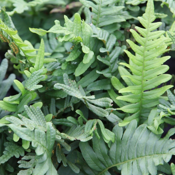 Polypodium vulgare