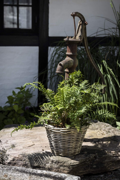 Polystichum setiferum 'Proliferum',