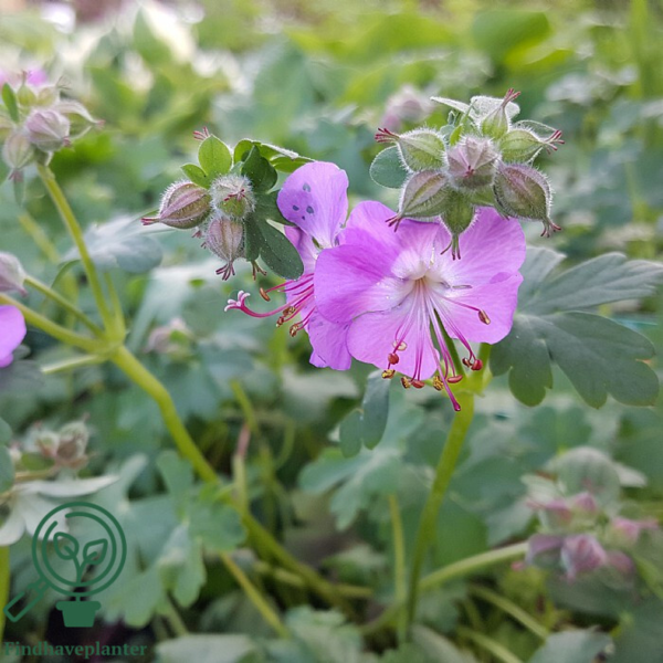 Geranium cantabrigiense 'Cambridge', Storkenæb