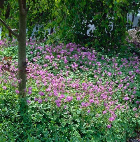 Geranium cantabrigiense 'Cambridge', Storkenæb