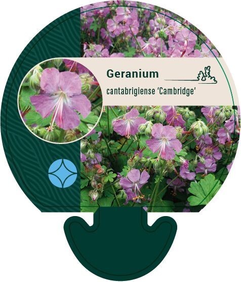 Geranium cantabrigiense 'Cambridge', Storkenæb