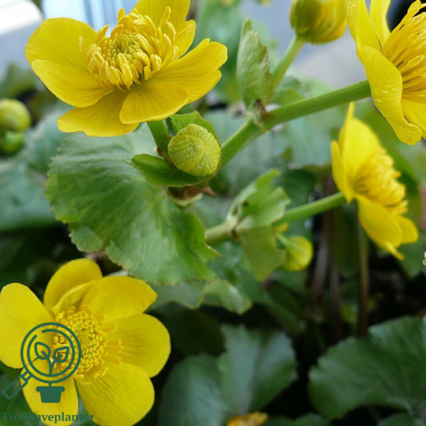 Caltha palustris, Engkabbeleje