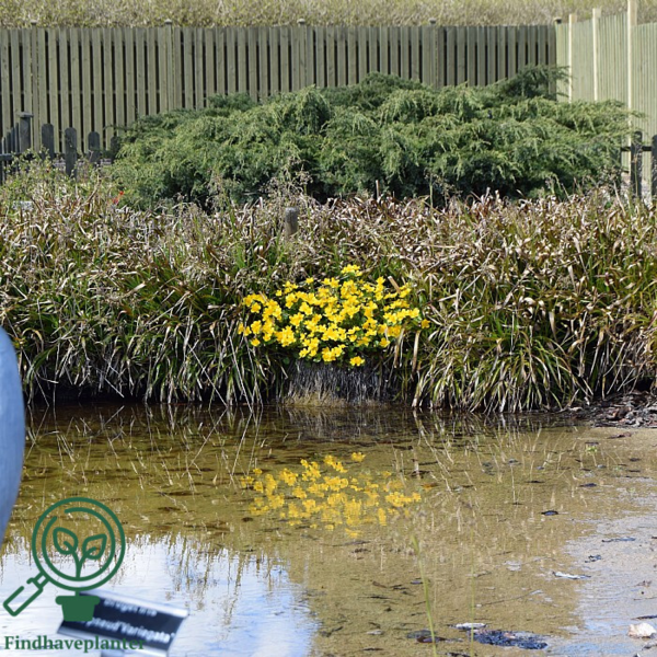 Caltha palustris, Engkabbeleje