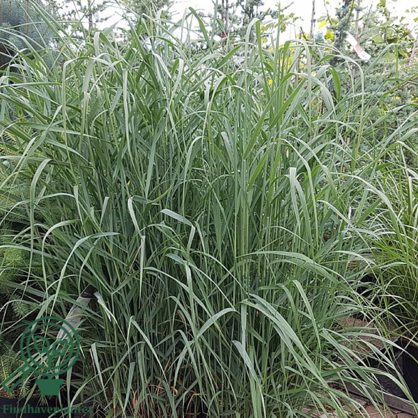 Panicum virgatum 'Prairie Sky', Præriehirse
