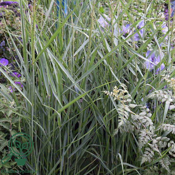 Panicum virgatum 'Prairie Sky', Præriehirse