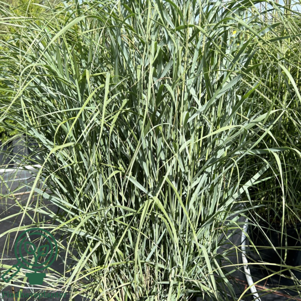Panicum virgatum 'Prairie Sky', Præriehirse