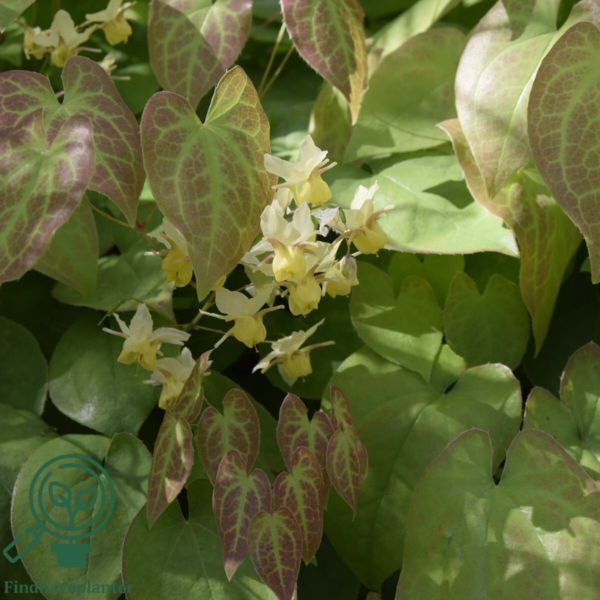 Epimedium versicolor 'Sulphureum', Bispehue