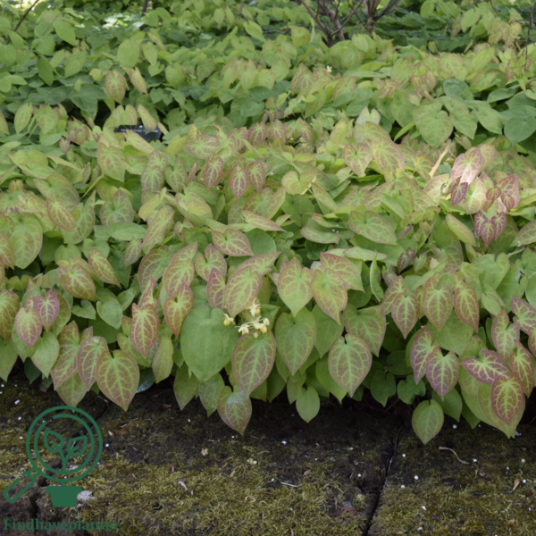 Epimedium versicolor 'Sulphureum', Bispehue