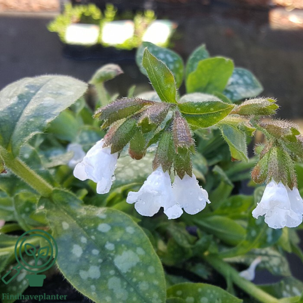 Pulmonaria officinalis 'Sissinghurst White', Hvidplettet lungeurt
