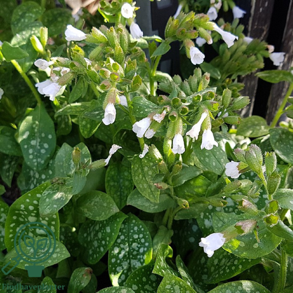 Pulmonaria officinalis 'Sissinghurst White', Hvidplettet lungeurt