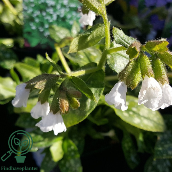 Pulmonaria officinalis 'Sissinghurst White', Hvidplettet lungeurt