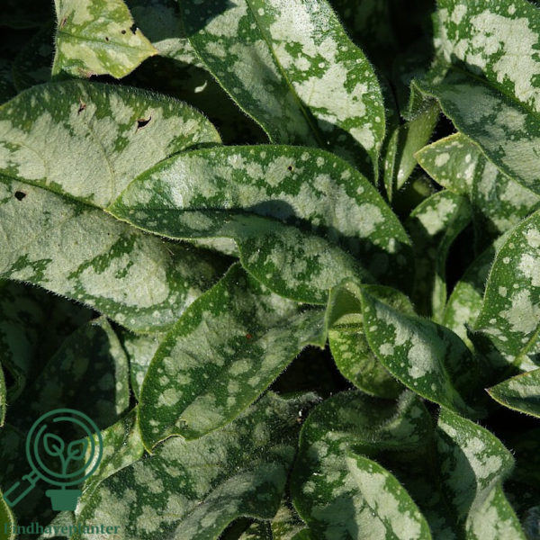 Pulmonaria hybrid 'Opal', Lungeurt