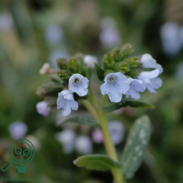 Pulmonaria hybrid 'Opal', Lungeurt