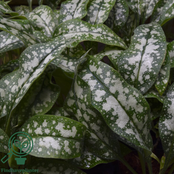 Pulmonaria hybrid 'Opal', Lungeurt