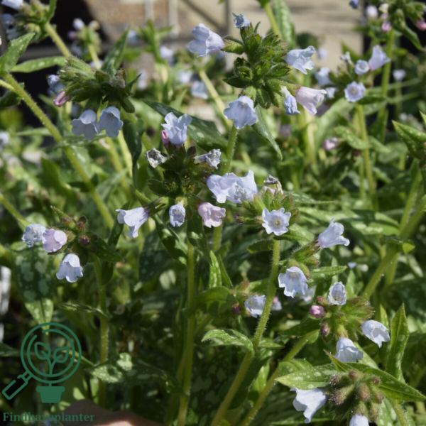 Pulmonaria hybrid 'Opal', Lungeurt