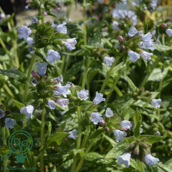 Pulmonaria hybrid 'Opal', Lungeurt