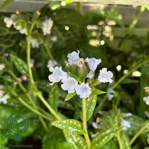 Pulmonaria hybrid 'Opal', Lungeurt