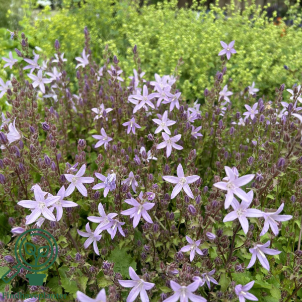 Campanula poscharskyana 'Lisduggan Variety', Klokkeblomst