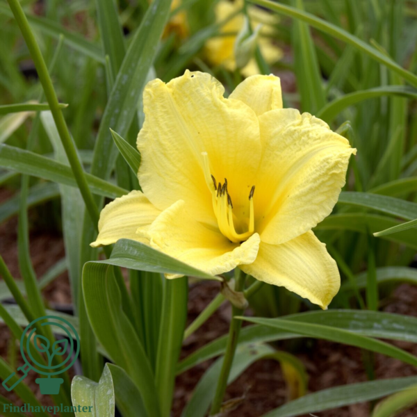 Hemerocallis hybrid 'Happy Returns', Daglilje