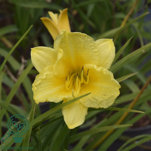 Hemerocallis hybrid 'Happy Returns', Daglilje