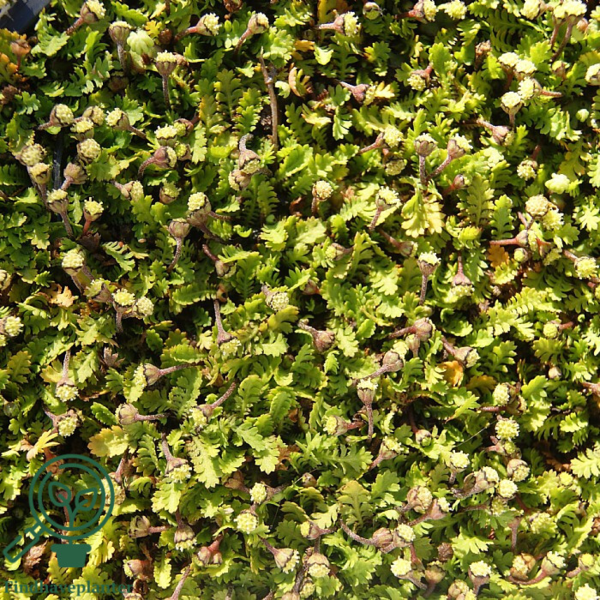 Leptinella minima,  Trædebregne