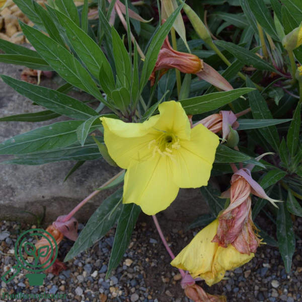 Oenothera macrocarpa (missouriensis), Natlys