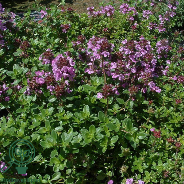 Thymus citriodorus, Citrontimian
