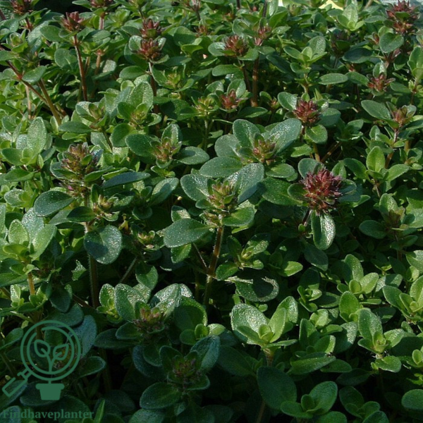 Thymus citriodorus, Citrontimian