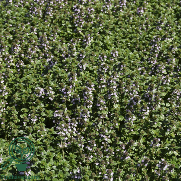 Thymus citriodorus, Citrontimian