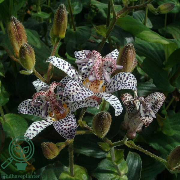 Tricyrtis hirta, Lodden tudselilje