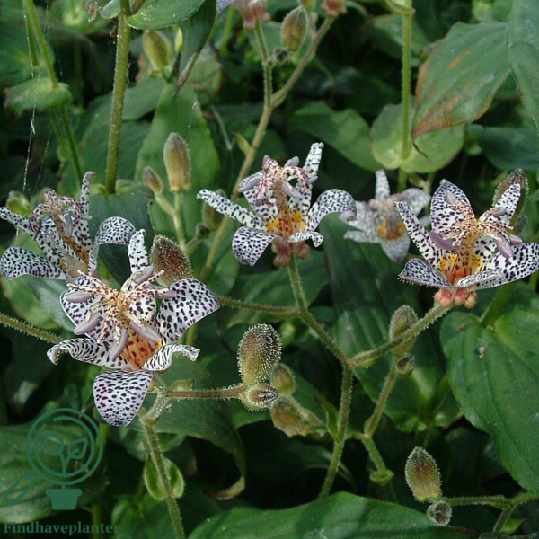 Tricyrtis hirta, Lodden tudselilje
