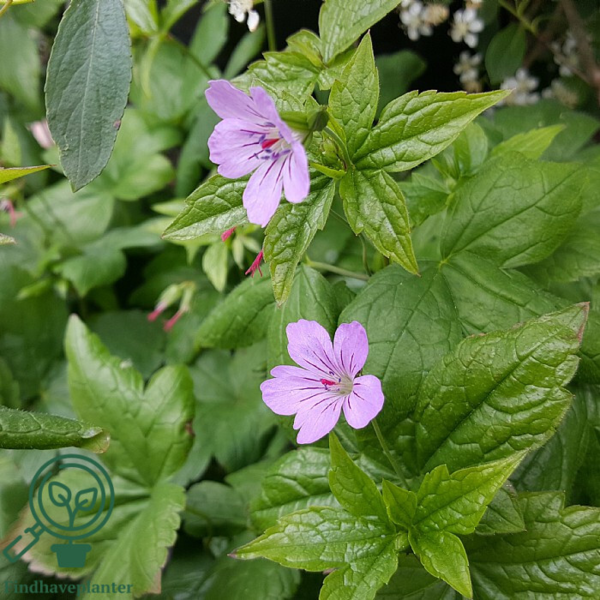 Geranium nodosum, Storkenæb